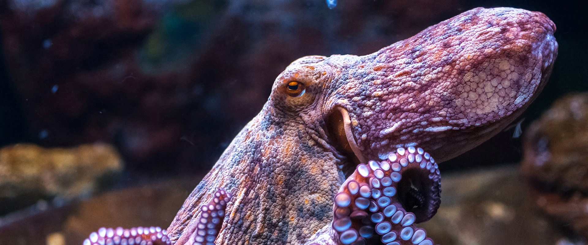 octopus